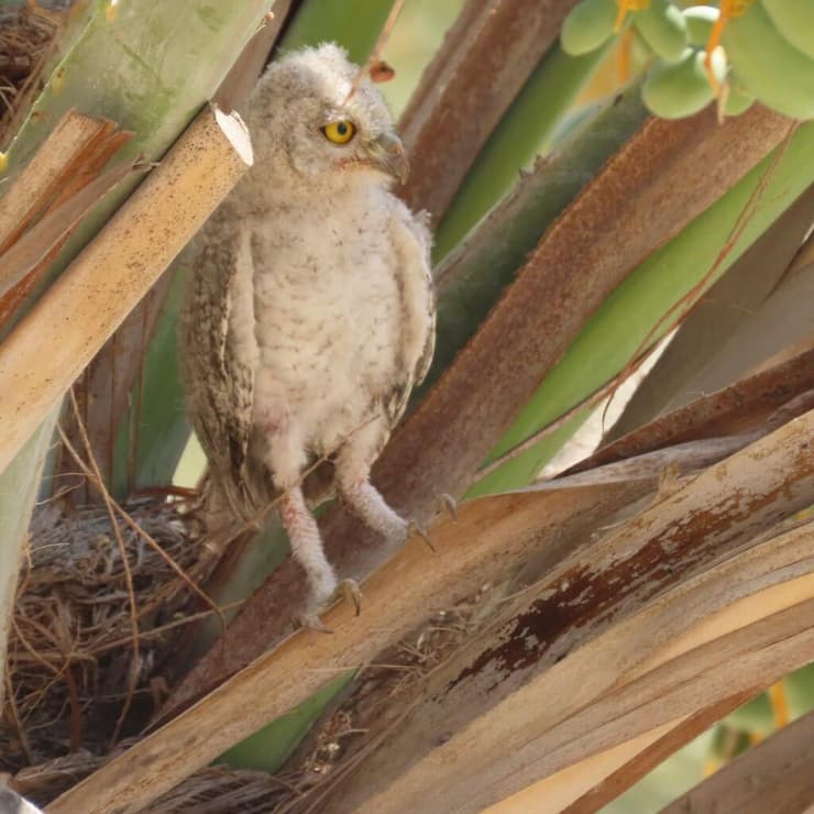 הפרחון בחזרה בקן