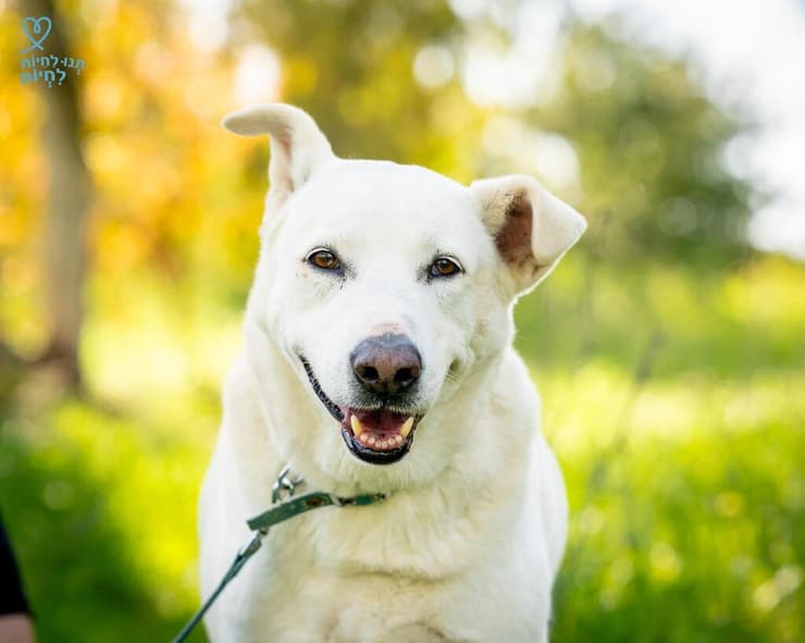 סנופי (צילום: תנו לחיות לחיות) סנופי