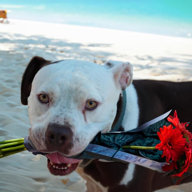 אלון (צילום: גלבוע אוהבת חיות) אלון