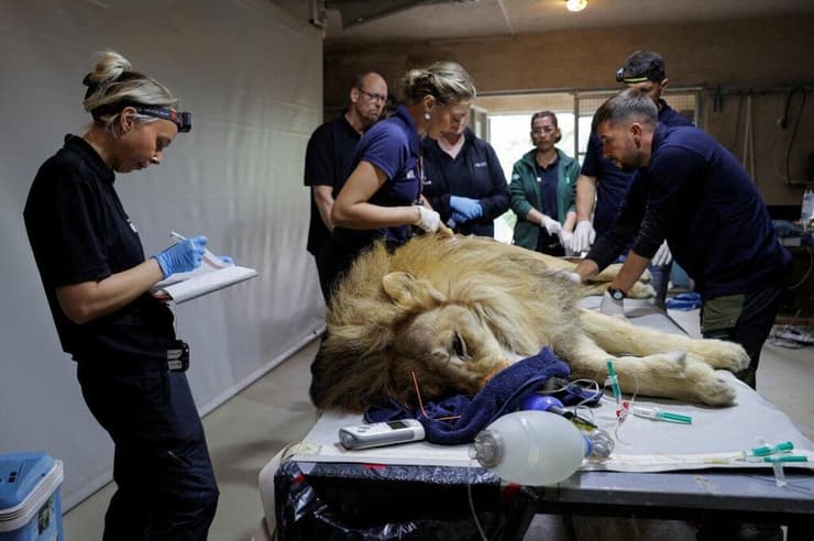 האריה בזמן הטיפול