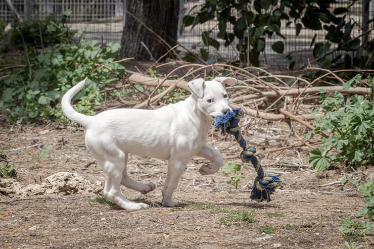 לאב (צילום: רבקה מזרחי) לאב