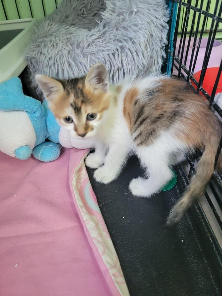 אלי (צילום: כפר סבא ורעננה אוהבות חיות) אלי