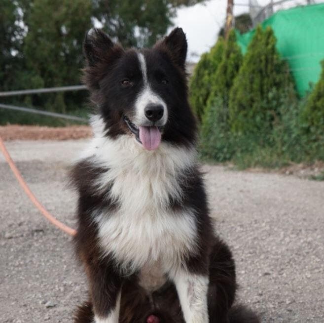 רוסי (צילום: גלבוע אוהבת חיות) רוסי