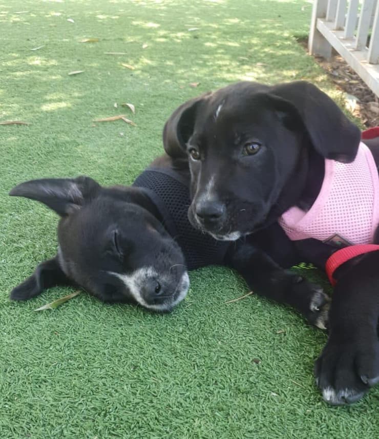 שרון וערן (צילום: עמותת בשביל בעלי החיים) שרון וערן