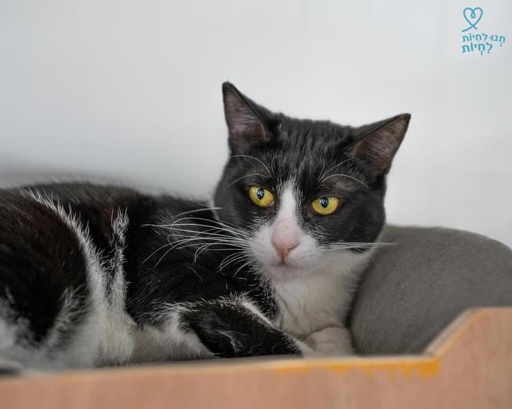 גילה (צילום: תנו לחיות לחיות) גילה