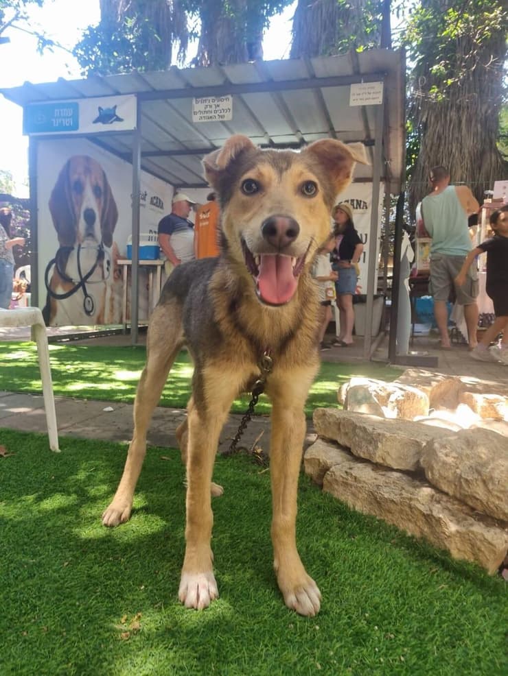 קקטוס (צילום: עמותת S.O.S חיות) קקטוס