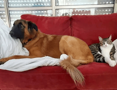 עוגי (צילום: צער בעלי חיים רמת גן והסביבה) עוגי