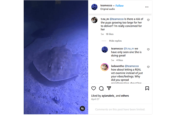 עדכונים קבורים בתגובות. צוות האקווריום כתב שיש לשרלוט רק עובר אחד 