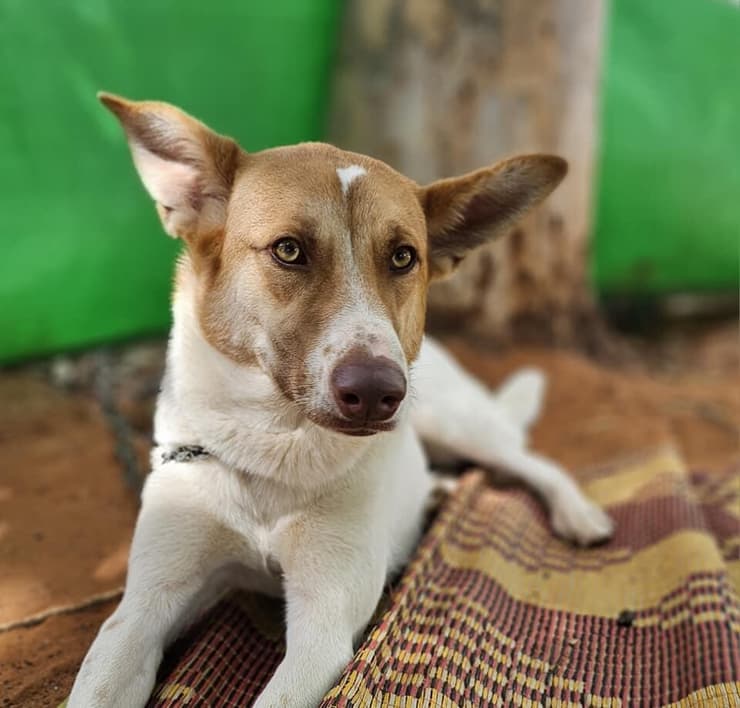 ג'קי (צילום: עמותת בשביל בעלי החיים) שרון וערן