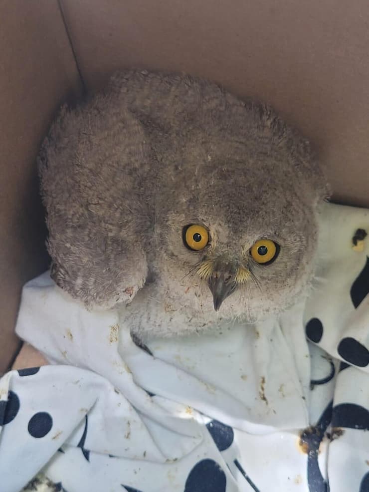 הפרחון פונה לקבלת טיפול בחיבולנס