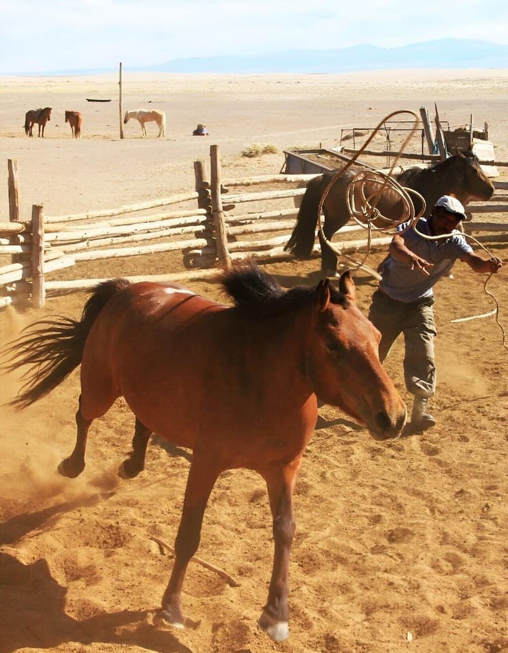 רועה סוסים מנסה לתפוס את סוסו במונגוליה, מאי 2014