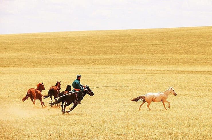 רעיית סוסים במונגוליה הפנימית (אוטונומי מונגולי בצפון סין), יולי 2019