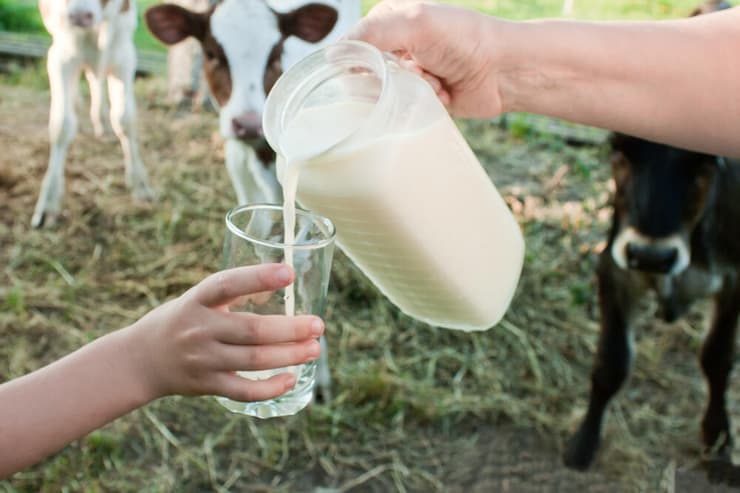 אנחנו שותים את החלב, שמיועד לעגלים