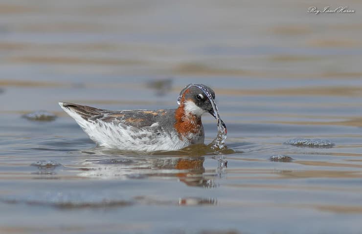שחיינית צרת מקור