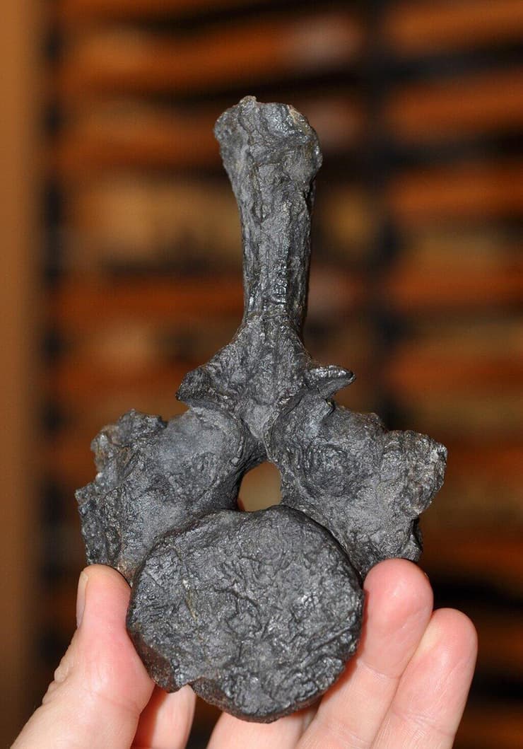 חוליית הנותוזאורוס שהתגלתה בניו זילנד