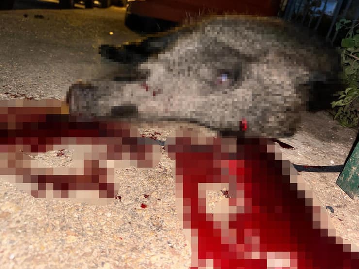 גופת חזיר בר ירוי בחיפה