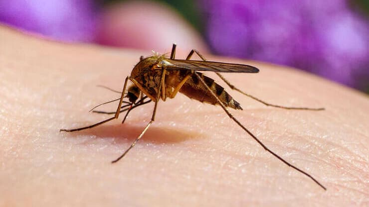 עקיצת יתושת הבית יתוש הבית קולקס Culex pipiens