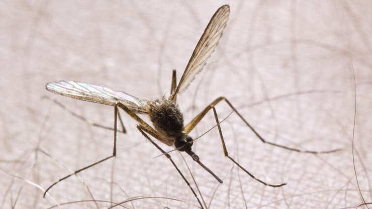 עקיצת יתושת הבית יתוש הבית קולקס Culex pipiens