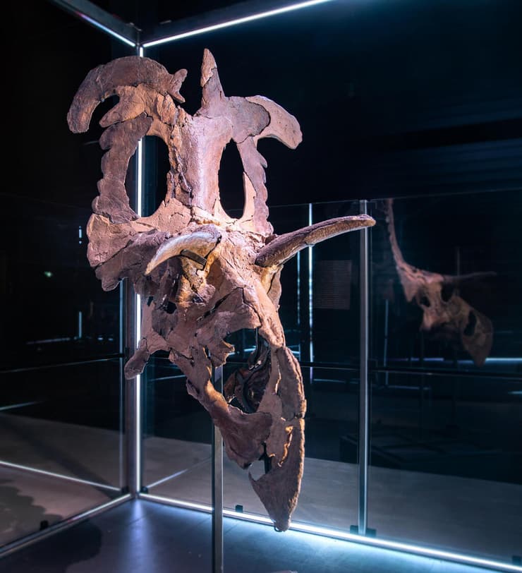 הגולגולת של לוקיצרטופס ראנגיפורמיס, מוצגת במוזיאון במוזיאון האבולוציה במריבו שבדנמרק