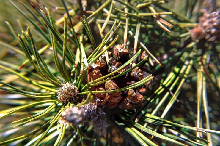 סביב העצים העתיקים ביותר התפתח מגוון ביולוגי רחב. אורן ההרים Pinus uncinata
