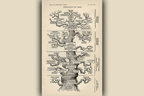 עץ האבולוציה של האדם לפי הקל. כמו "מצעד הקידמה", גם הוא התייחס לאדם כפסגת האבולוציה 