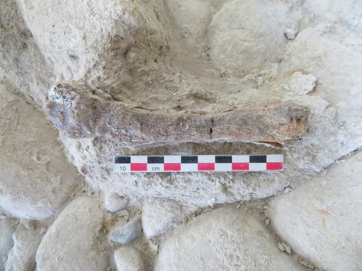 העצם המטטרסלית של אריה המערות הנכחד, שהתגלתה באתר הארכאולוגי שבסמוך לעיר ונוסה באיטליה