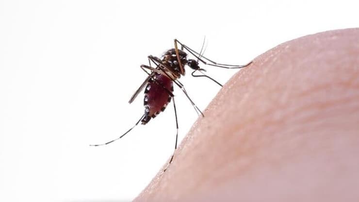 יתושת הבית יתושה יתוש יתושים קדחת מערב הנילוס