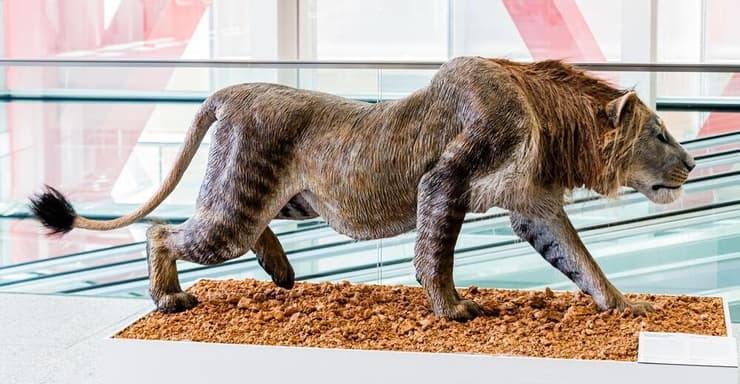 אריה מערות בתצוגה של מוזיאון האבולוציה האנושית בבורגוס שבספרד