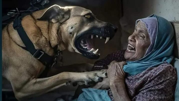 כלב העוקץ שנחטף על ידי מחבלי חמאס בקמפיין תקיפת אישה בג'באליה שברצועת עזה