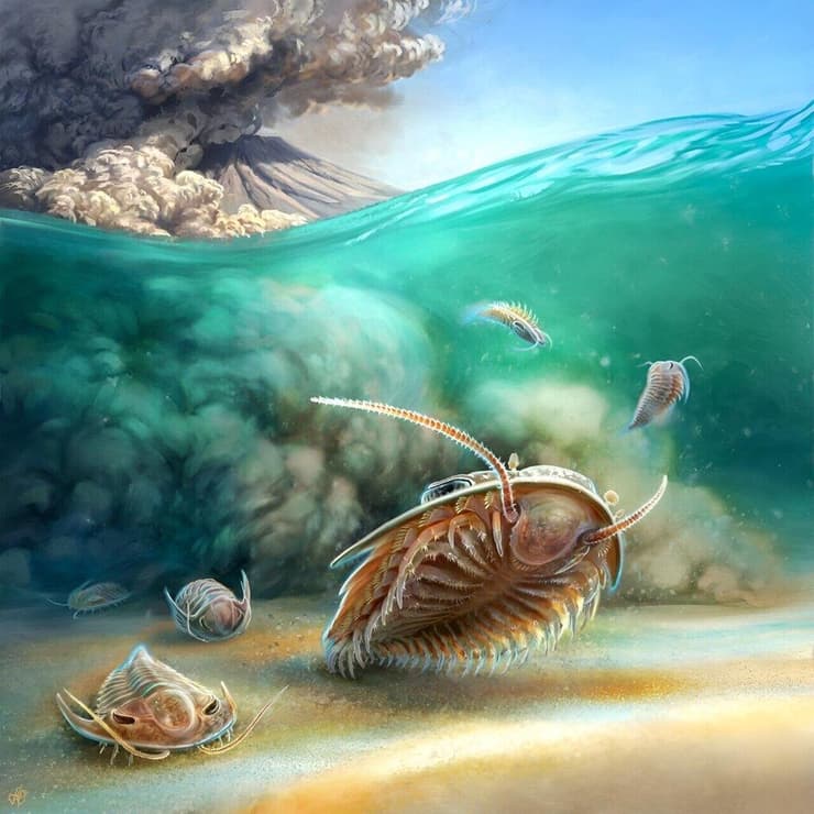 שני מיני הטרילוביטים ממרוקו, רגע לפני שנקברו על ידי אפר וולקני לפני 510 מיליון שנה