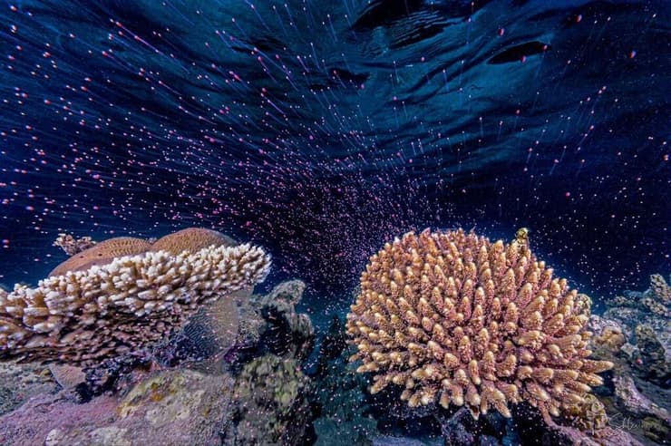 התמונה של חוקר האלמוגים הישראלי זכתה באחת מתחרויות הצילום התת ימי הנחשב בעולם