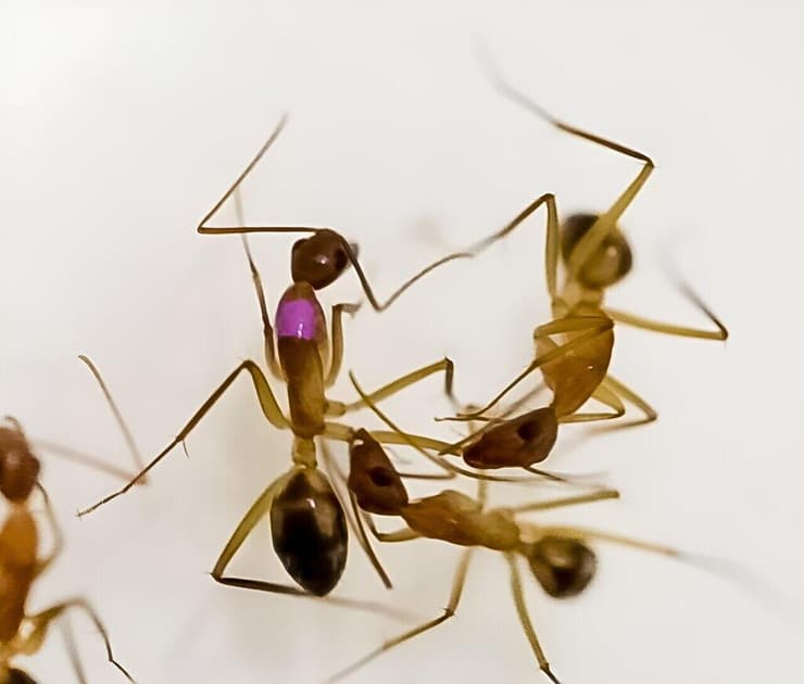 חיטוי פצע וקטיעת גפה בקרב נמלת Camponotus floridanus