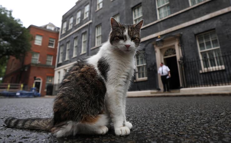 בחירות בריטניה לארי החתול של דאונינג 10