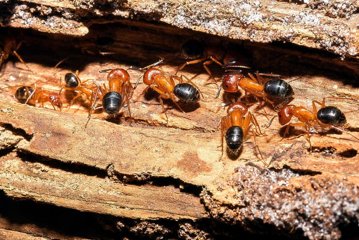 קן נמלים ממין קמפונית (Camponotus floridanus) בגזע עץ, מה שהעניק לנמלה זו את השם נמלה נגרית