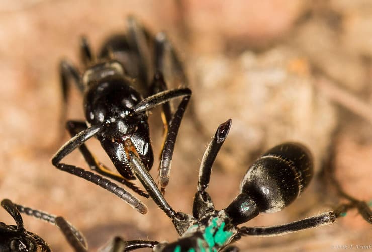 נמלת מגפורנה (Megaponera analis) מטפלת בנמלה שנפצעה בקרב עם טרמיטים