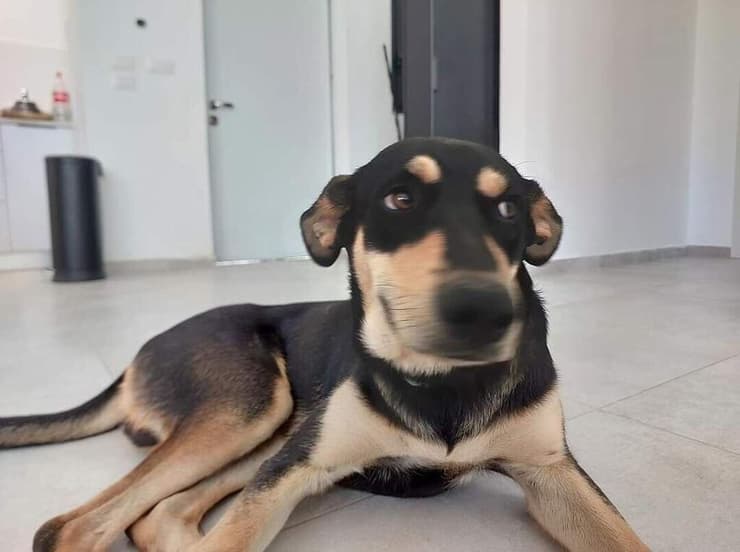 יונס, מחפש בית חדש (צילום: נתנאל אלינסון) יונס, מחפש בית חדש