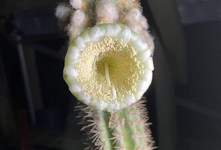 הפרח של הקקטוס מסוג פילוזוצראוס מילספו