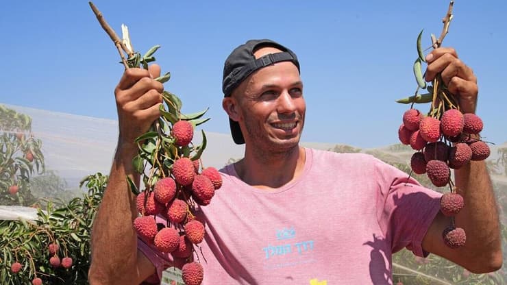 אלון חקלאי מכפר יובל מגדל ליצ'י 