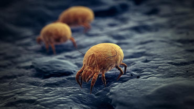 בישראל זמינה כיום אימונותרפה תת-לשונית רק עבור קרדית אבק הבית (צילום: shutterstock) קרדית אבק הבית