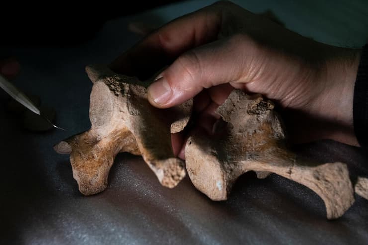 עצמות גליפטודון שמוצגות במוזיאון מדעי הטבע בבואנוס איירס
