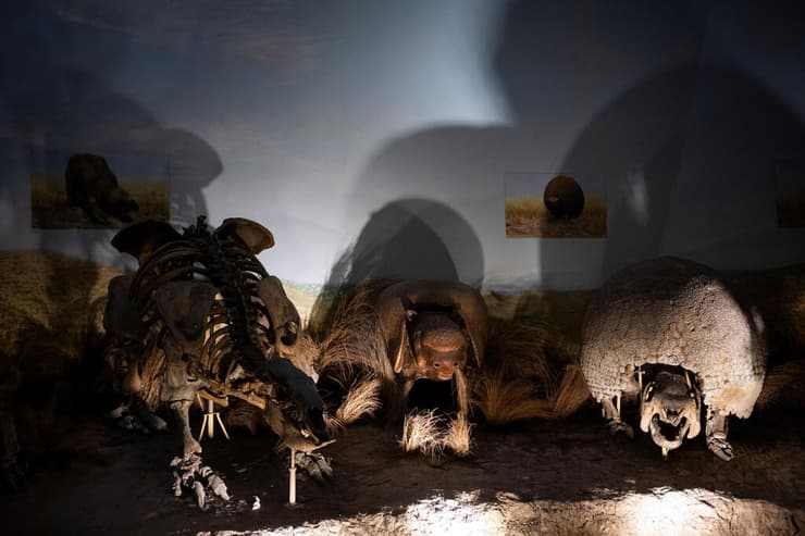 שחזור של גליפטודונים במוזיאון מדעי הטבע בבואנוס איירס