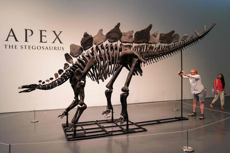 השלד התגלה ב-2022. "איפקס" הסטגוזאורוס
