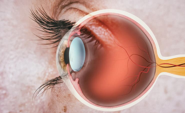מבנה אנטומי של עין