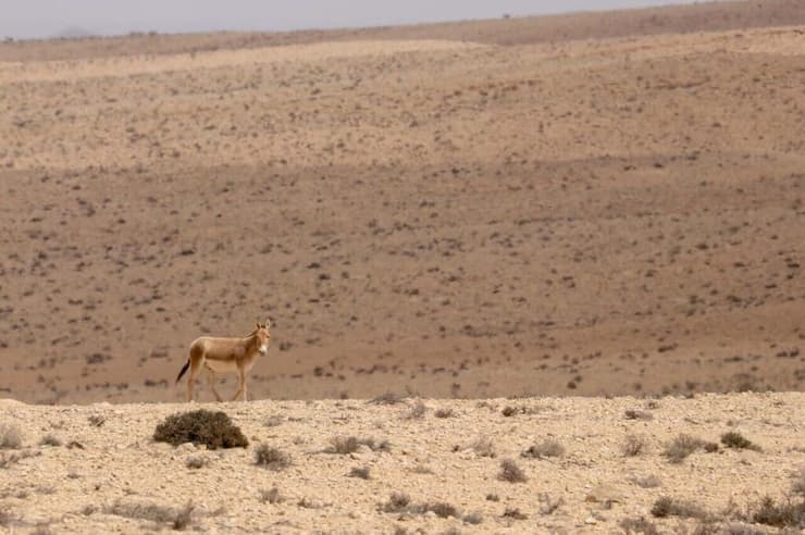 פרא בנוף המדברי