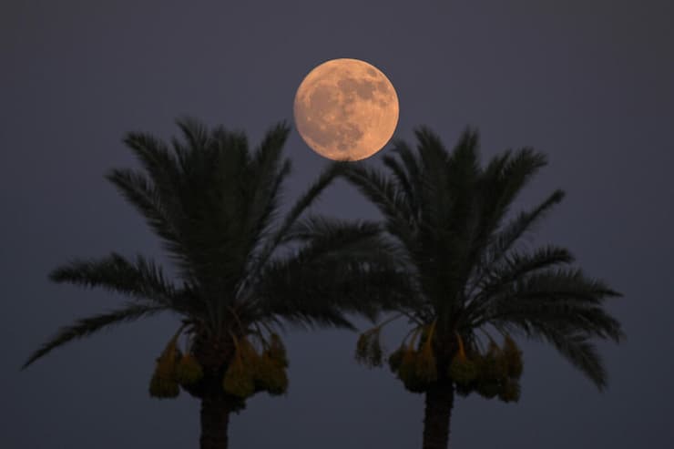 הירח המלא בין עצי דקל בדרום עיראק