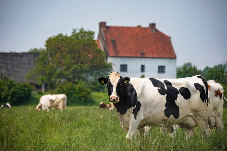 פרות רועות באחו בהולנד