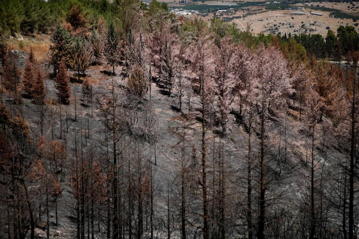 נזקים ביער ביריה (צילום: REUTERS/Shir Torem) יער ביריה