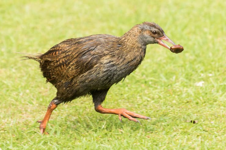 ניו זילנד עוף מוגן  ווקו