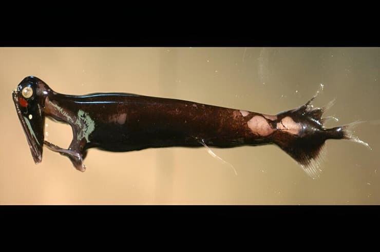 דג דרקון ממין Malacosteus niger, שהתגלה כבעל יכולת להגדיל את עיניו כדי למצוא זיווג