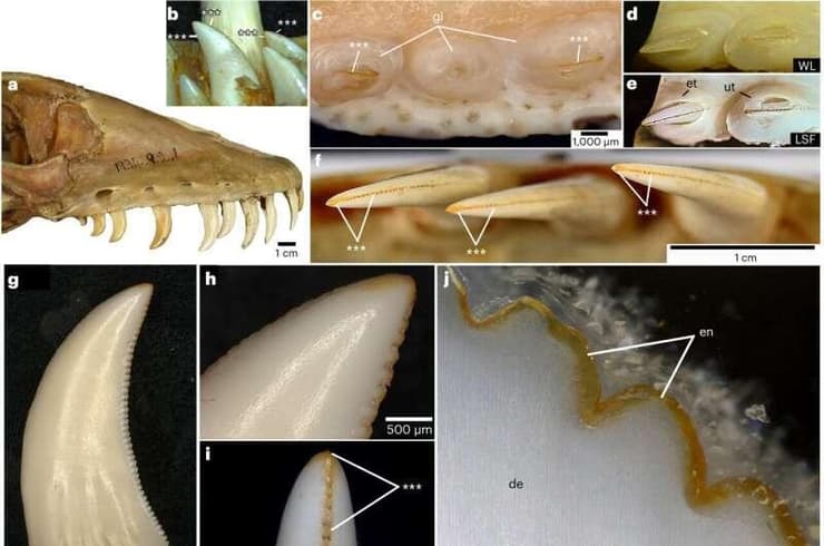 השיניים של דרקון הקומודו, כפי שנבדקו במחקר